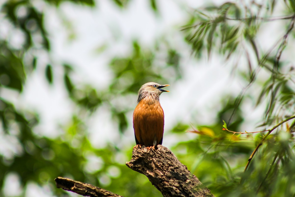 Chestnut-tailed Starling - ML619423921
