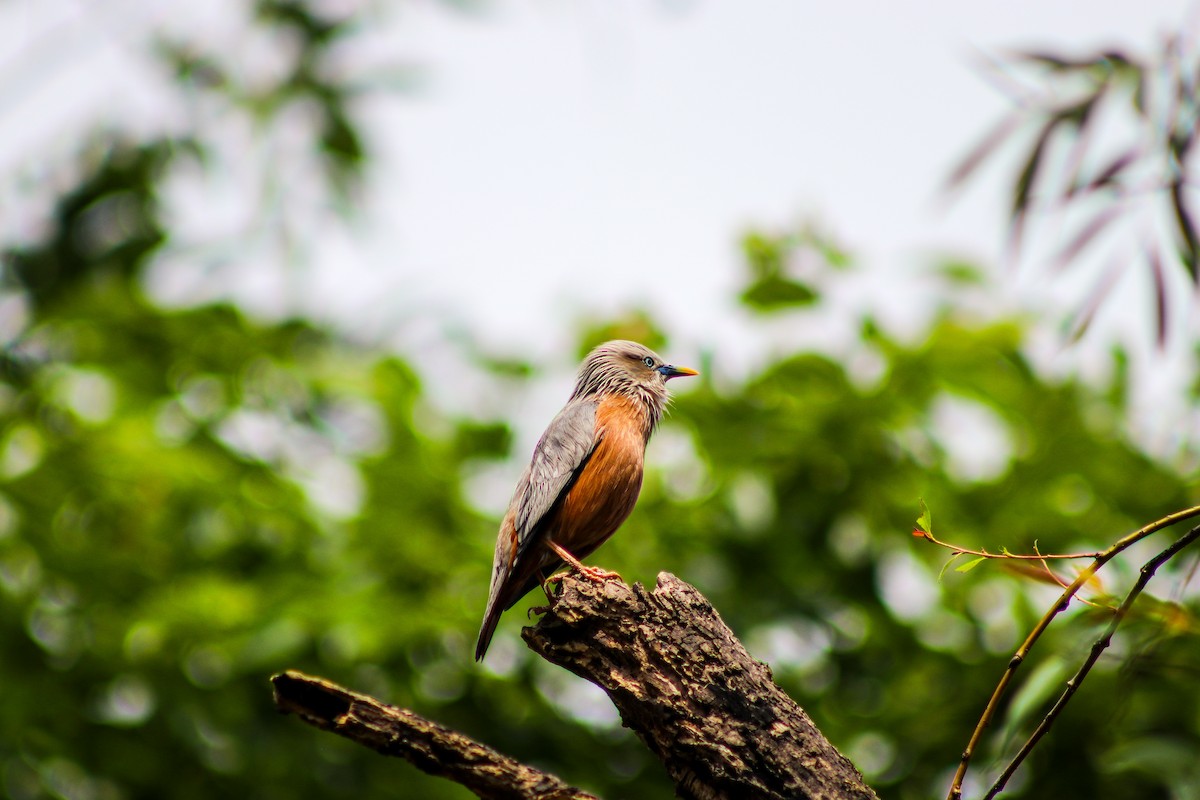 Chestnut-tailed Starling - ML619423922
