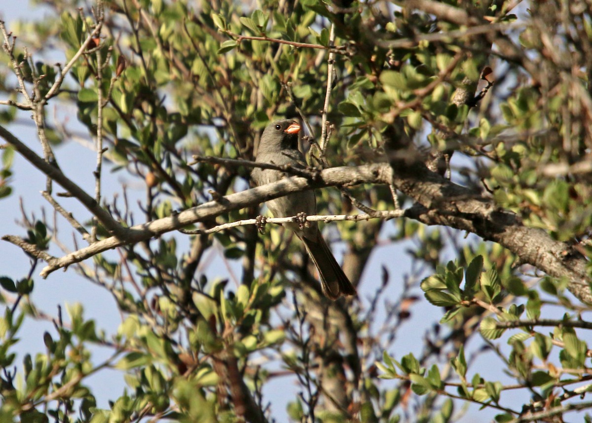 Black-chinned Sparrow - ML619423939