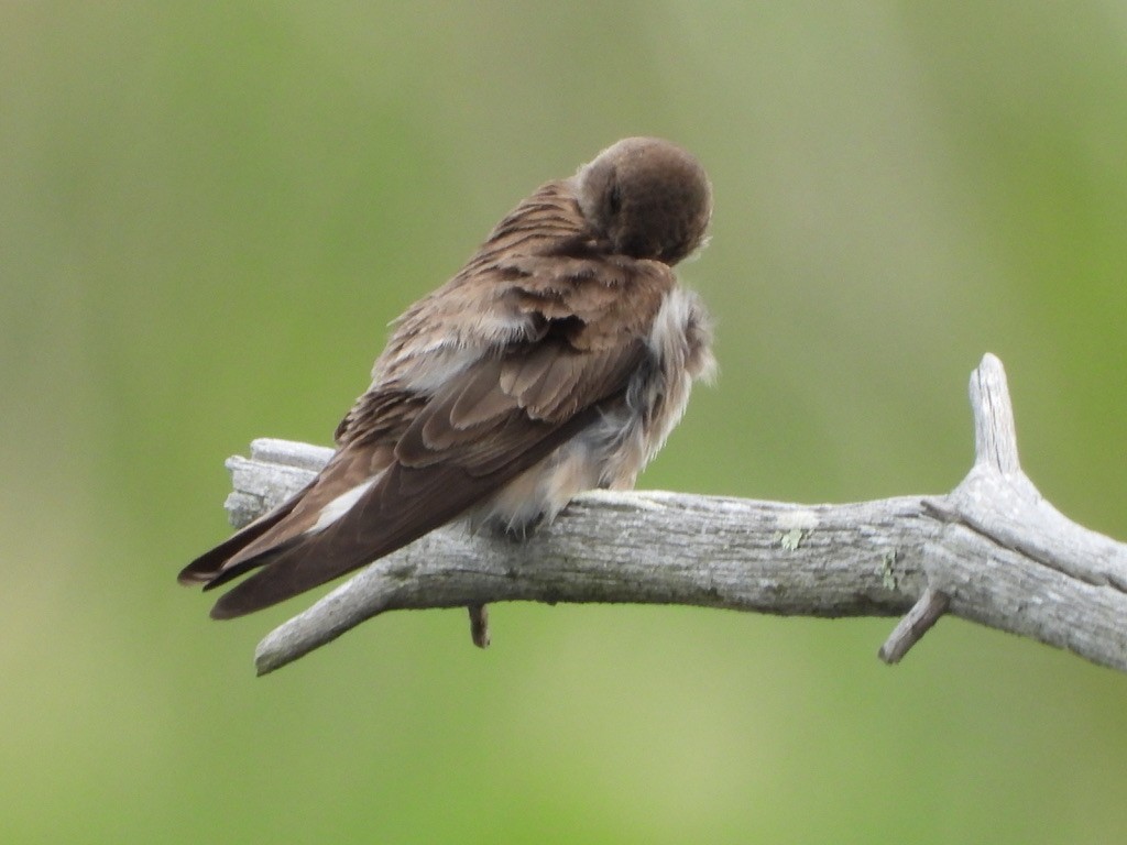 Northern Rough-winged Swallow - ML619423950