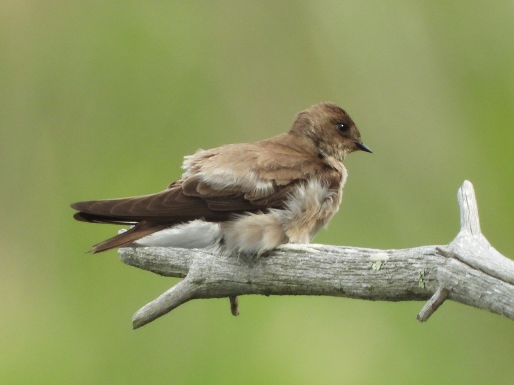 Northern Rough-winged Swallow - ML619423952
