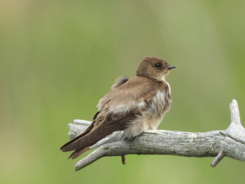 Northern Rough-winged Swallow - ML619423956
