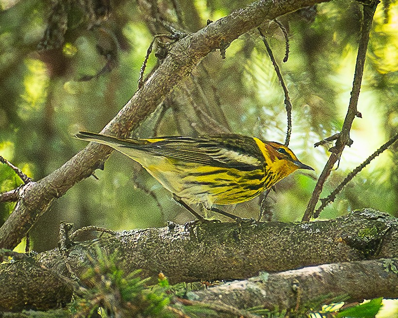 Cape May Warbler - ML619423985