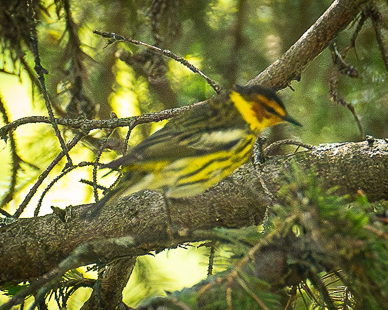 Cape May Warbler - ML619423986
