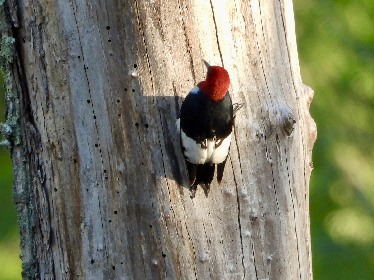 Red-headed Woodpecker - ML619424007