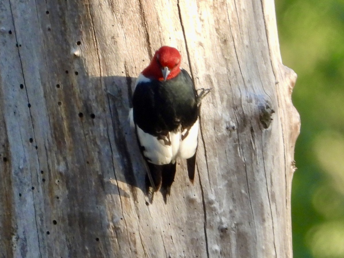 Red-headed Woodpecker - ML619424008