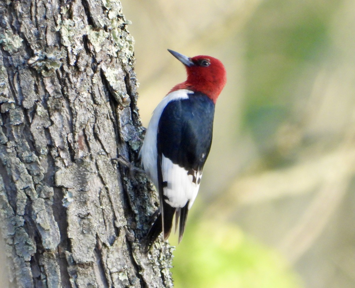 Red-headed Woodpecker - ML619424009