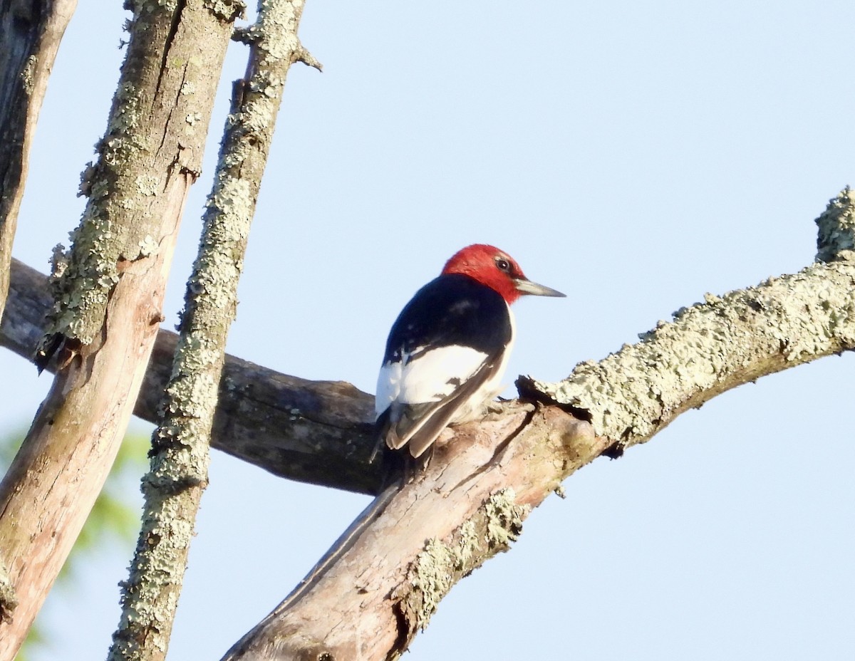 Red-headed Woodpecker - ML619424010