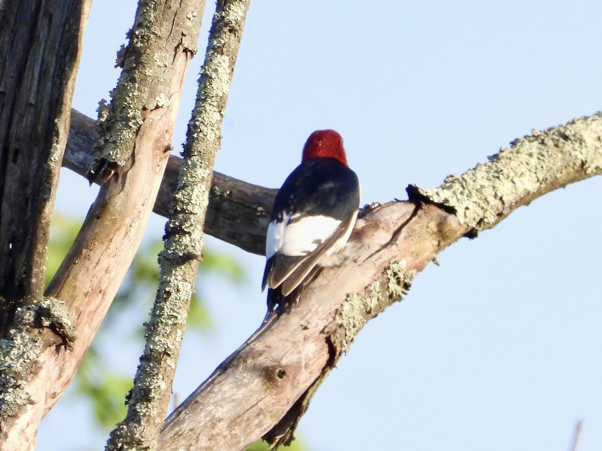Red-headed Woodpecker - ML619424011
