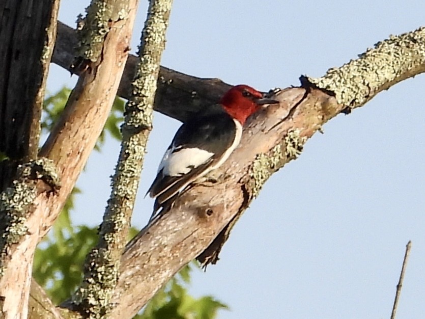 Red-headed Woodpecker - ML619424012