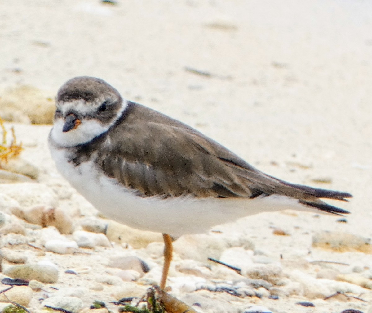 Semipalmated Plover - ML619424048