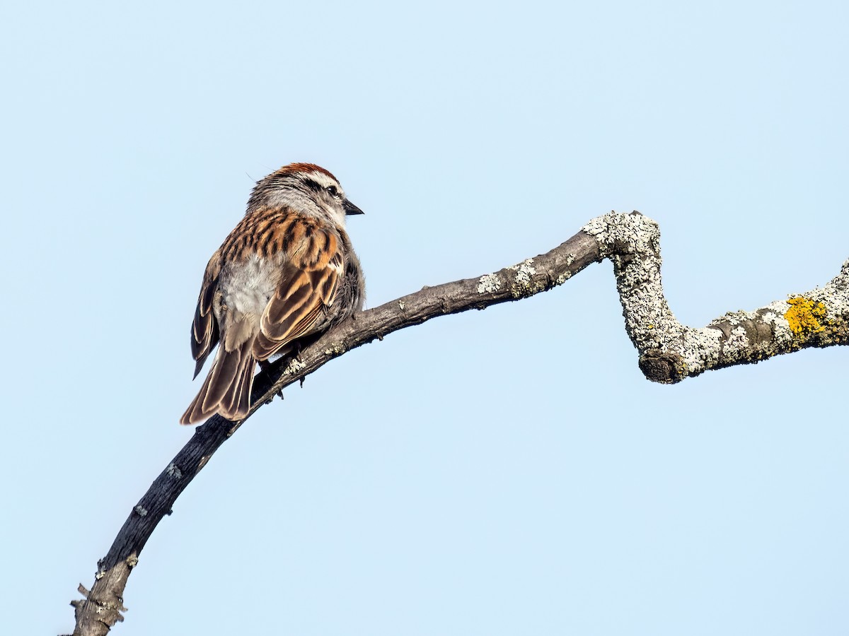 Chipping Sparrow - ML619424074