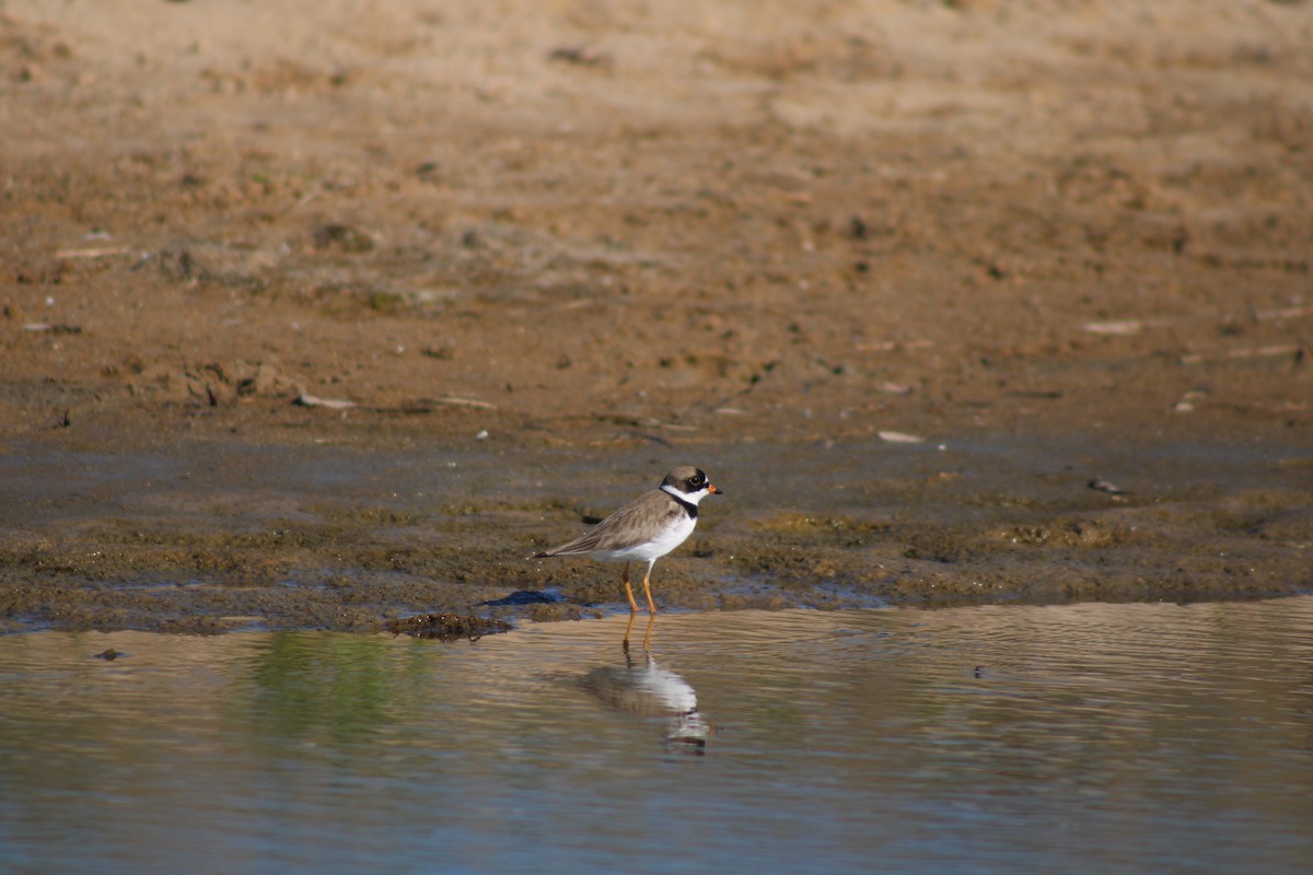 Semipalmated Plover - ML619424080
