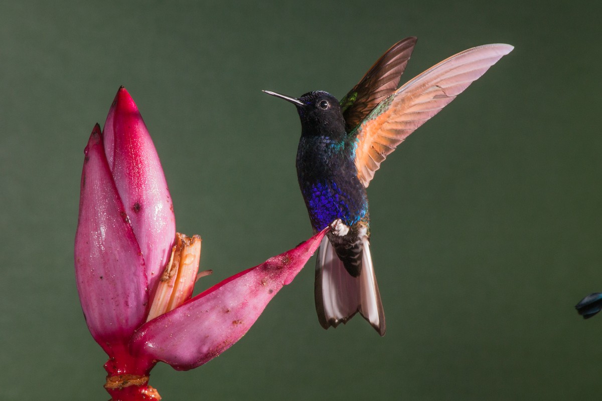 kolibřík hyacintový - ML619424086