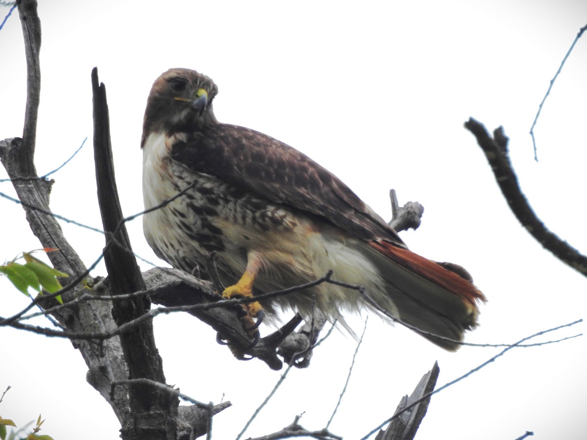 Red-tailed Hawk - ML619424140