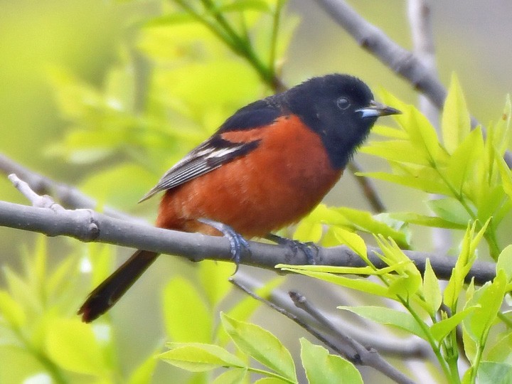 Orchard Oriole - ML619424144