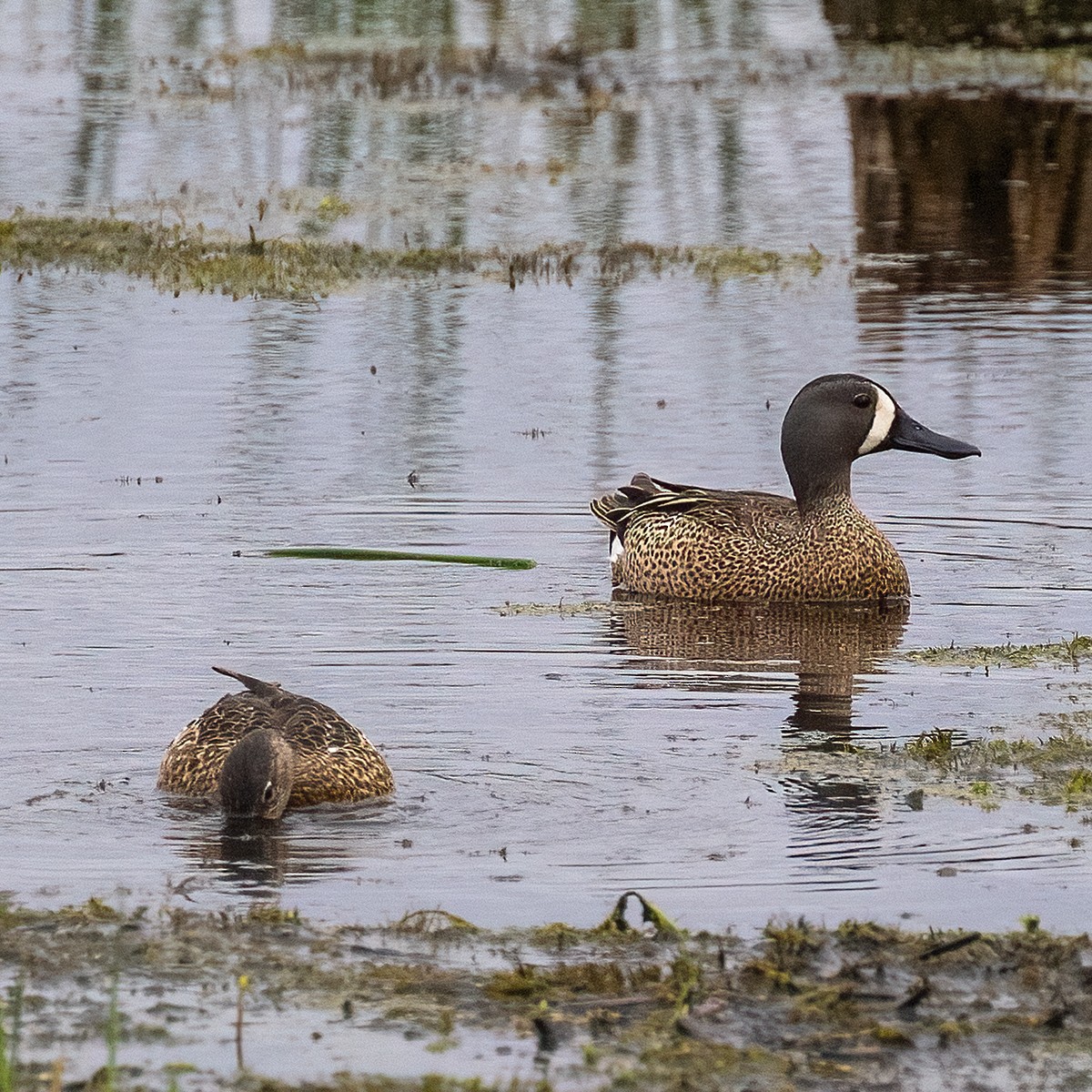 Blue-winged Teal - ML619424161