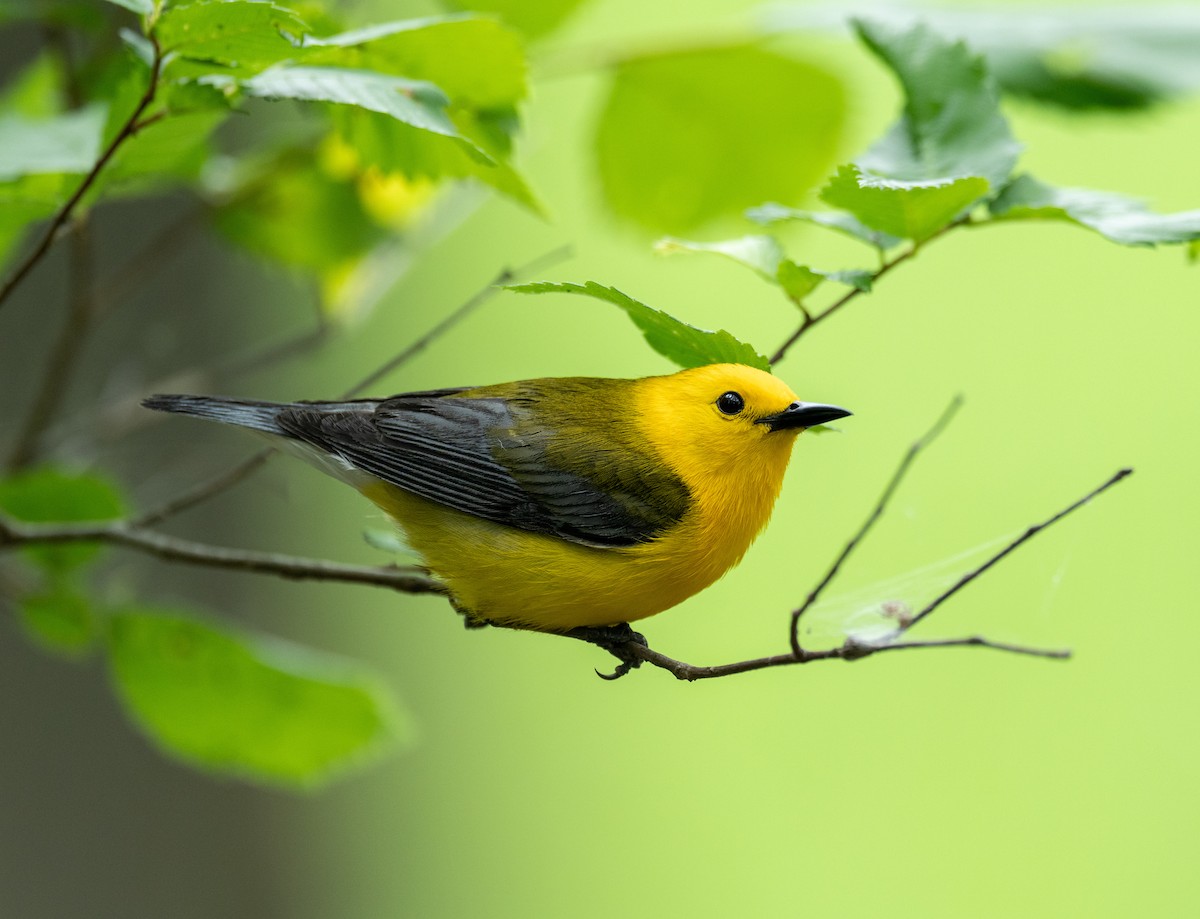 Prothonotary Warbler - ML619424165