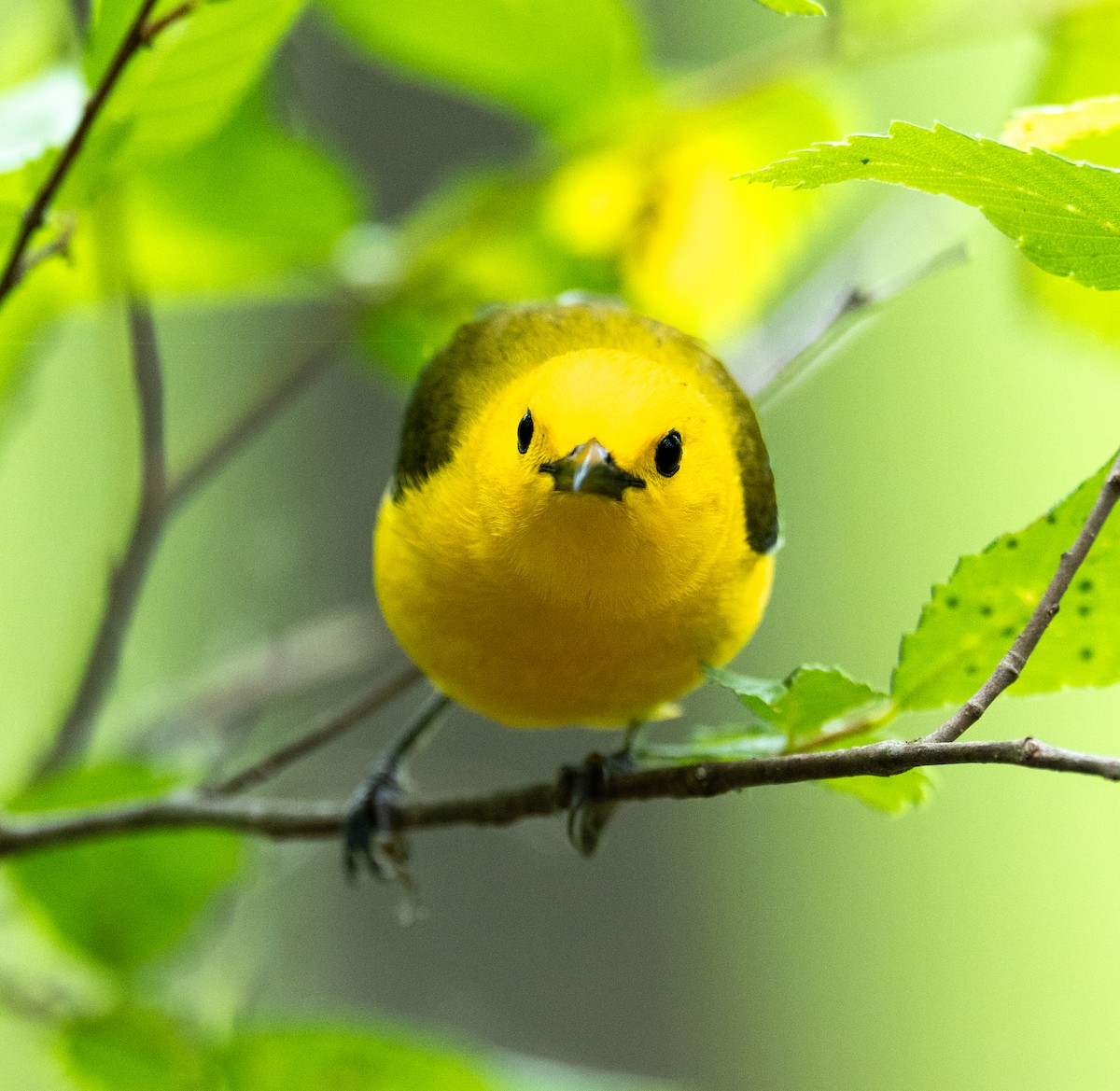 Prothonotary Warbler - ML619424173