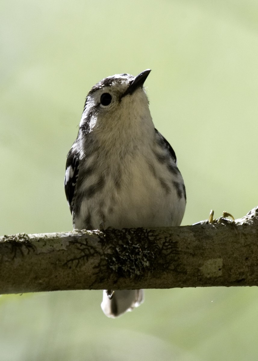 Black-and-white Warbler - ML619424266