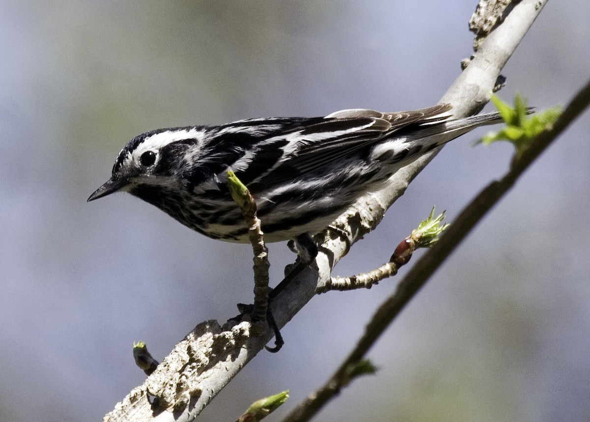 Black-and-white Warbler - ML619424268