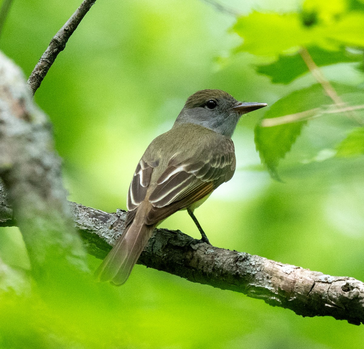 Great Crested Flycatcher - ML619424273