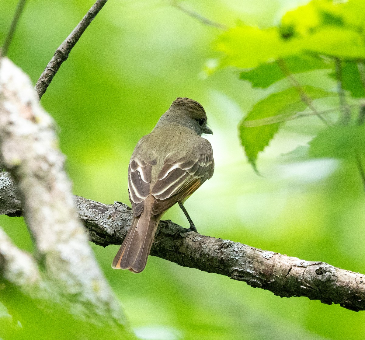 Great Crested Flycatcher - ML619424288
