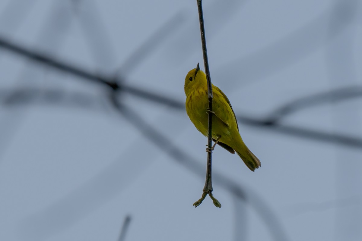Yellow Warbler - ML619424293