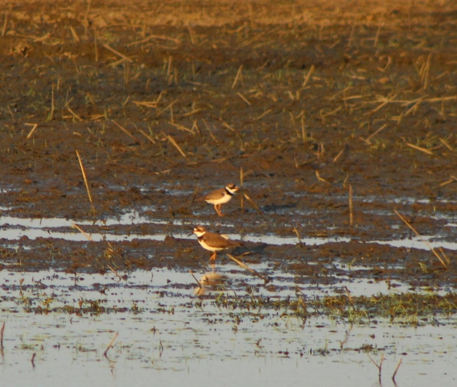 Semipalmated Plover - ML619424340
