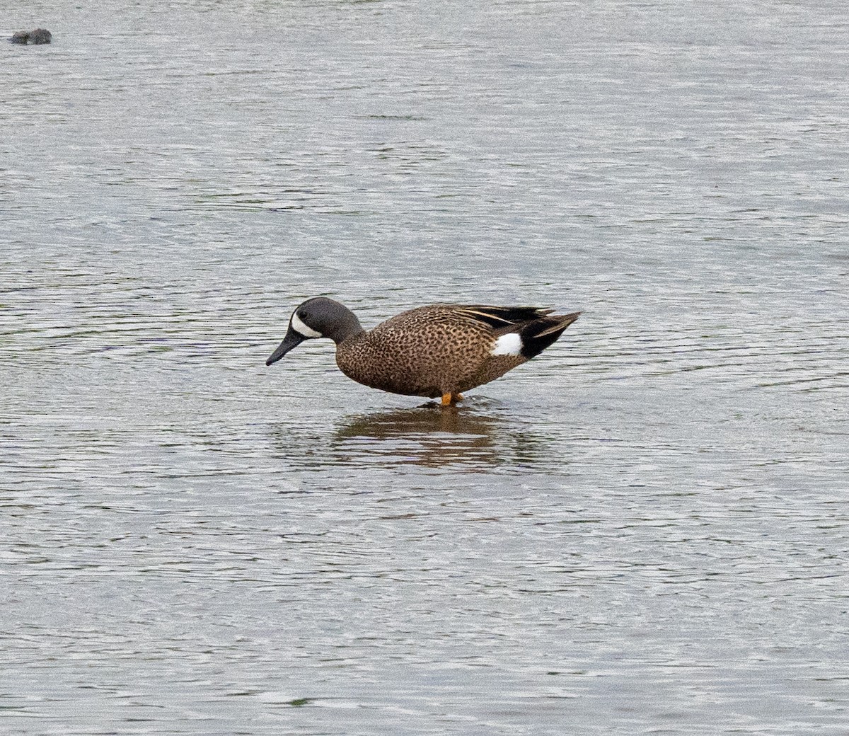 Blue-winged Teal - ML619424343