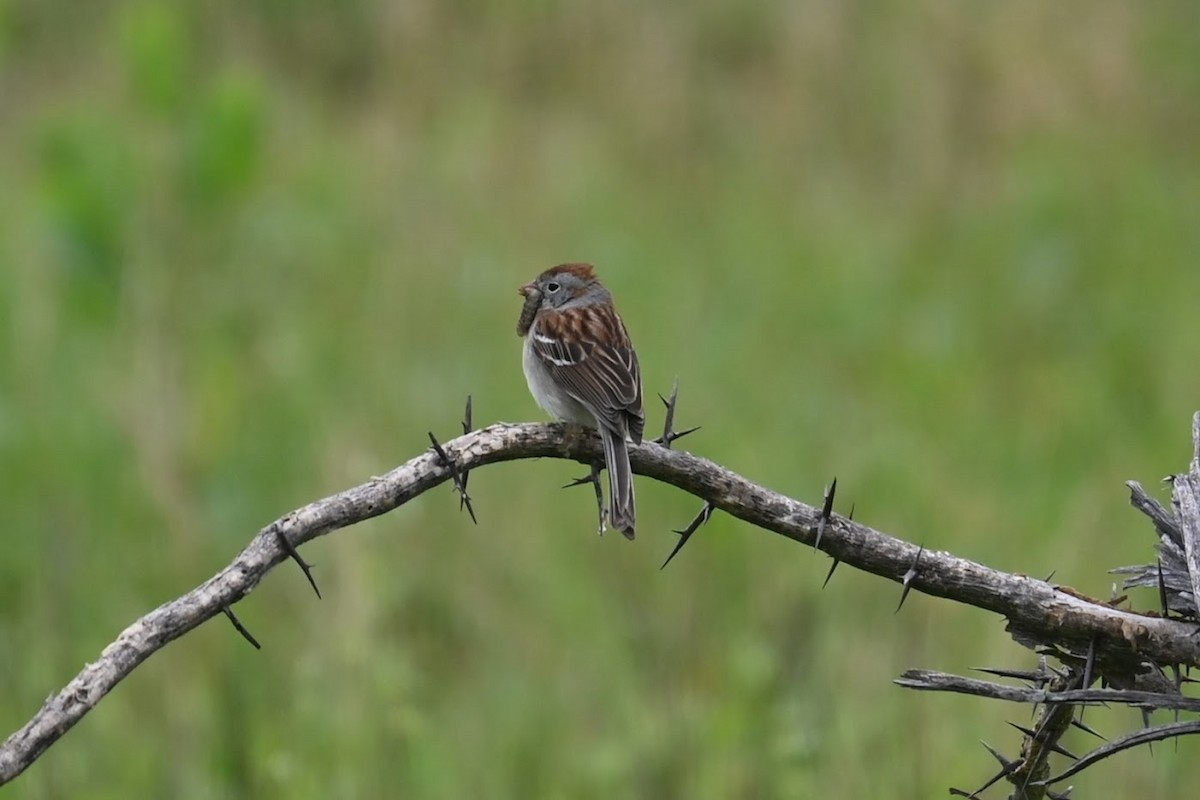 Field Sparrow - ML619424352