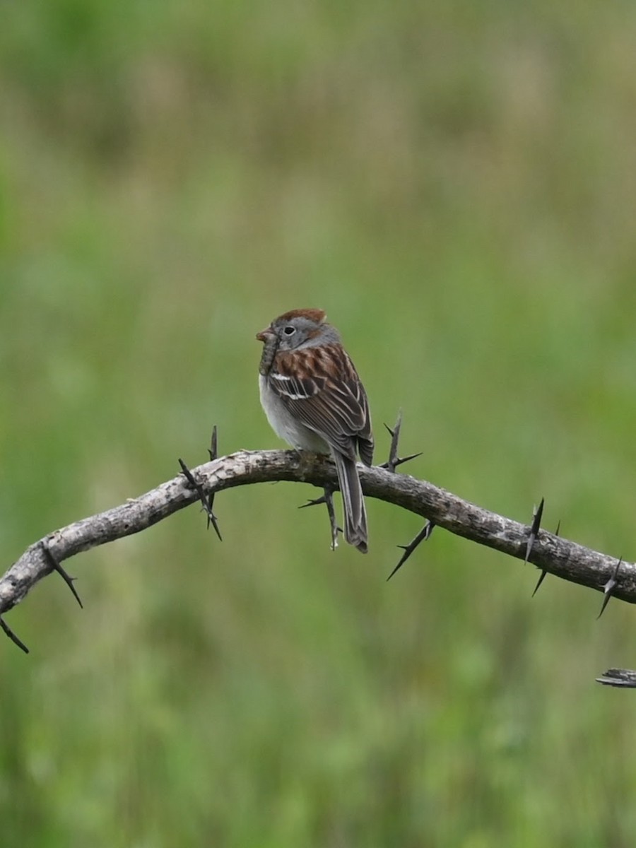 Field Sparrow - ML619424353