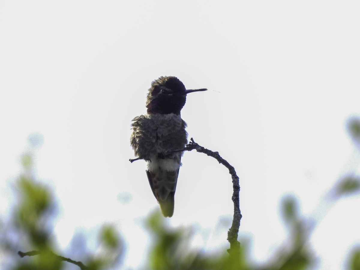 Costa's Hummingbird - ML619424416