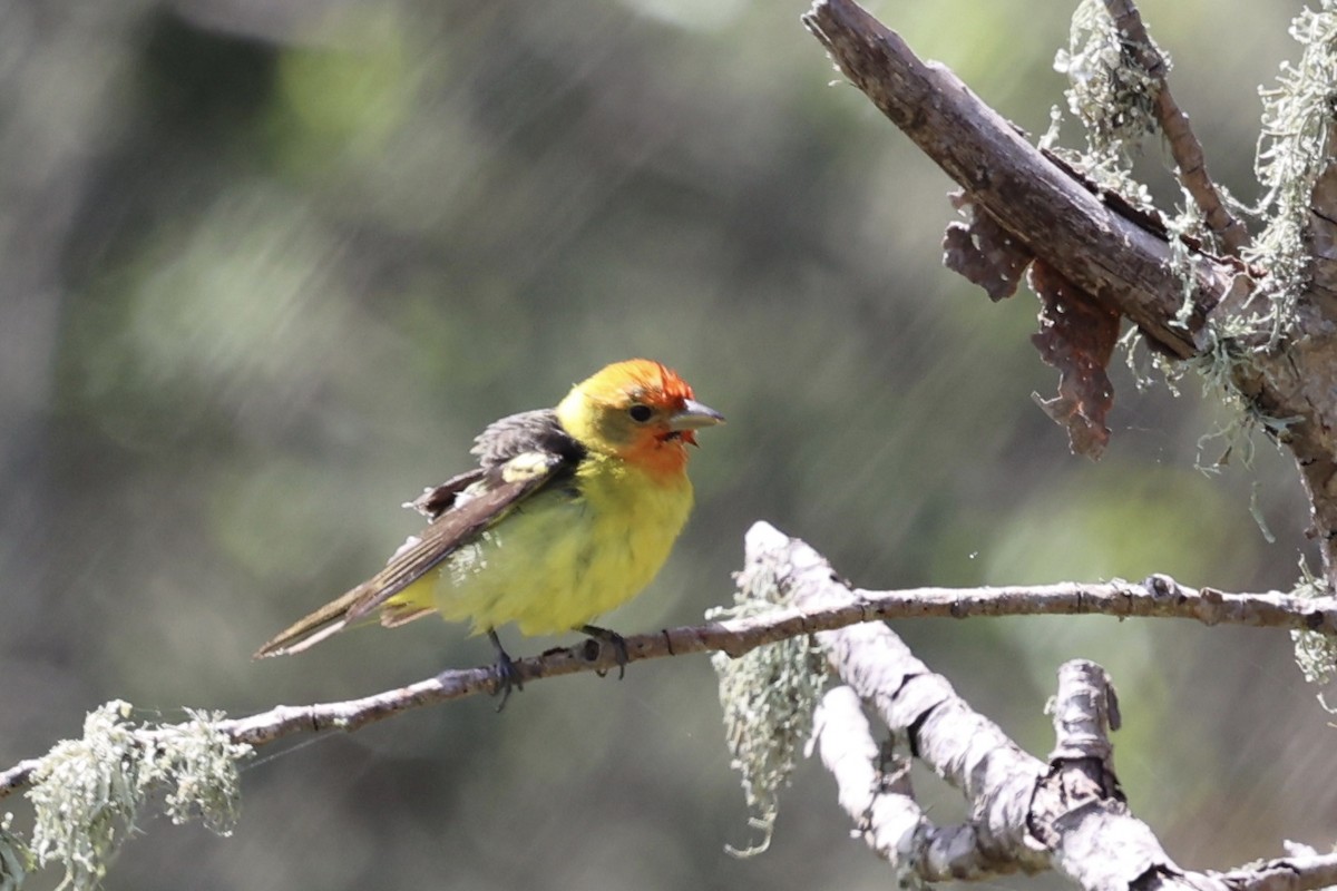 Western Tanager - ML619424473