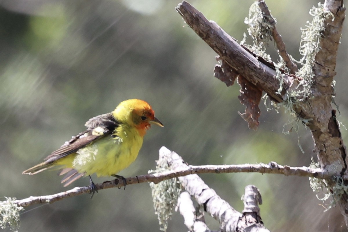 Western Tanager - ML619424474