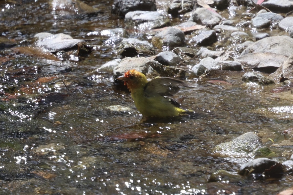 Western Tanager - ML619424476