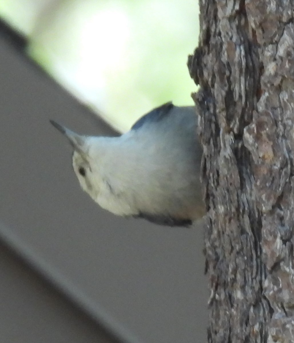 White-breasted Nuthatch (Interior West) - ML619424491