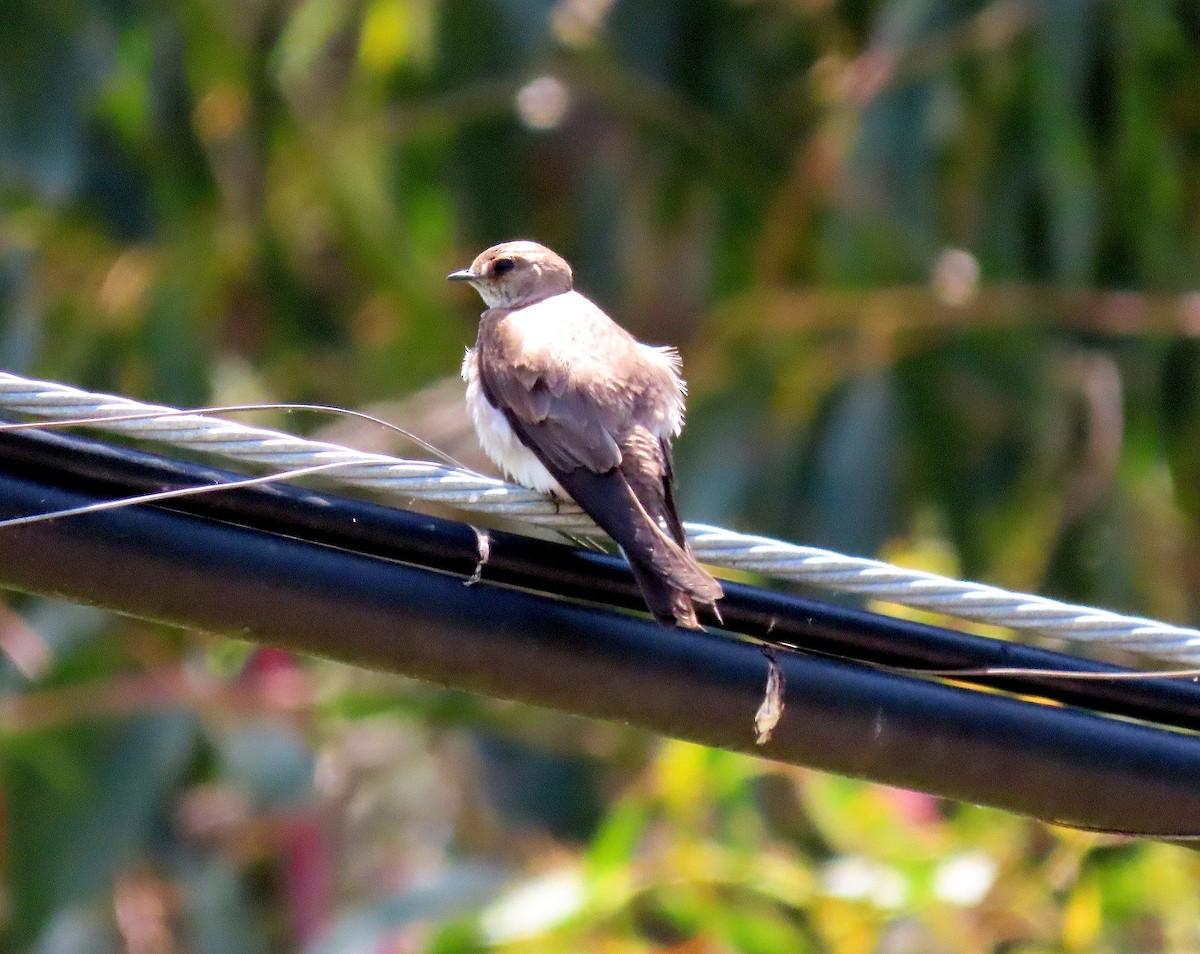 Northern Rough-winged Swallow - ML619424499