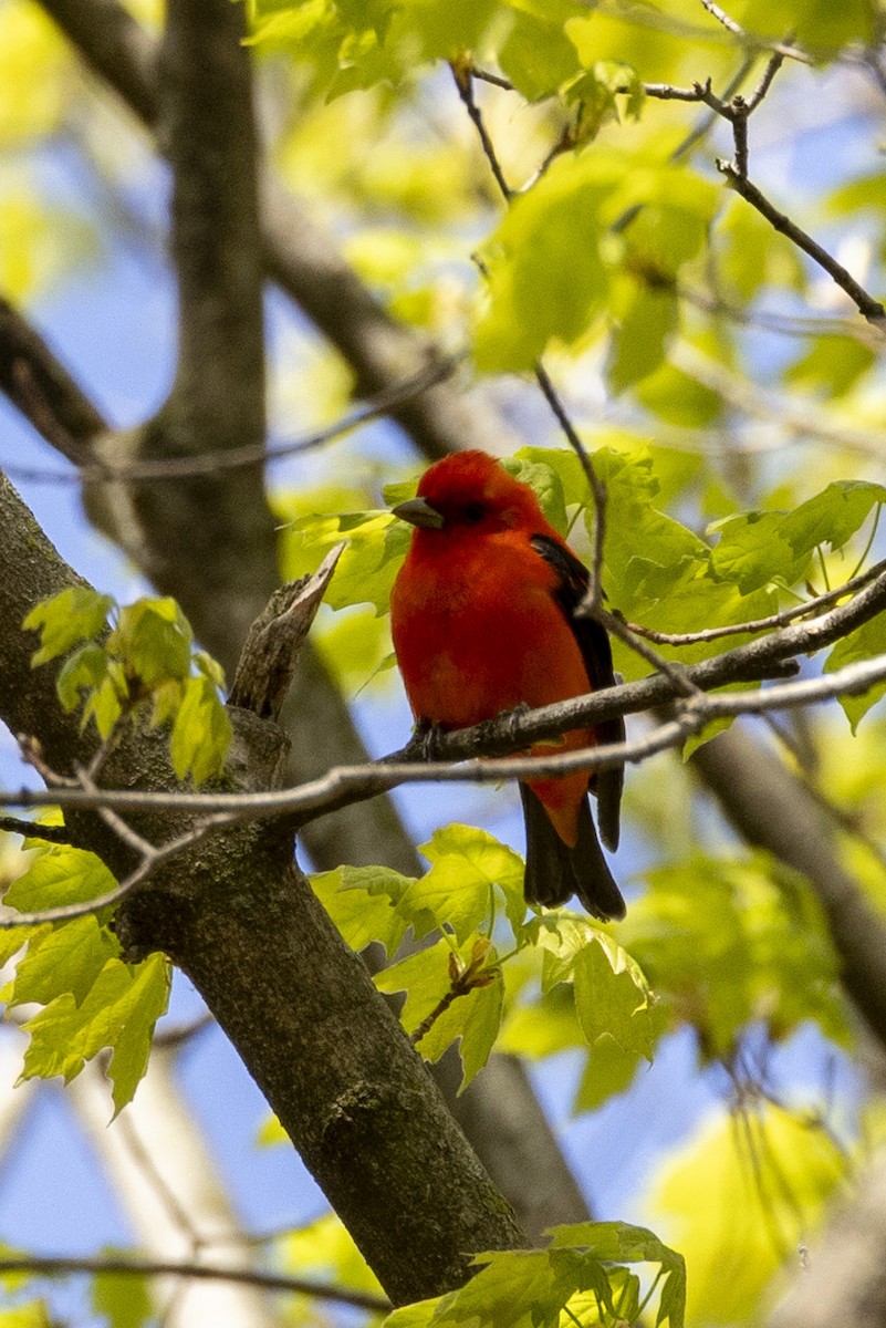 Scarlet Tanager - ML619424507