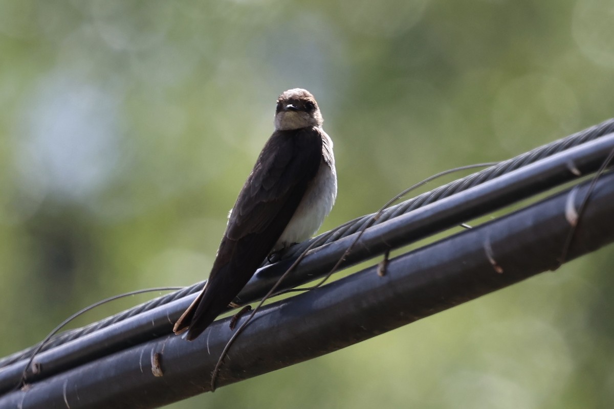 Northern Rough-winged Swallow - ML619424511