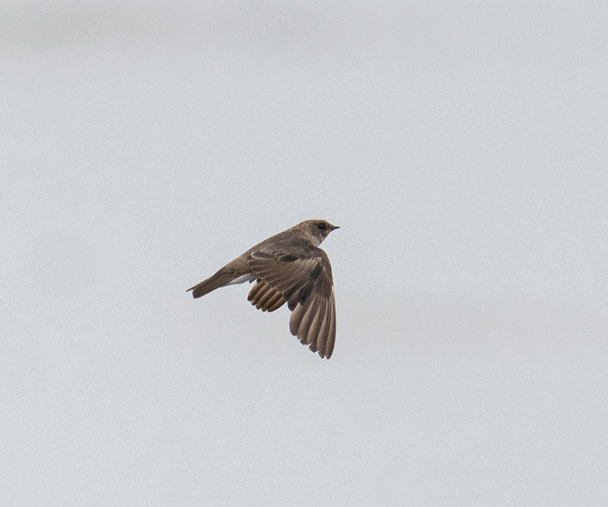 Northern Rough-winged Swallow - ML619424552