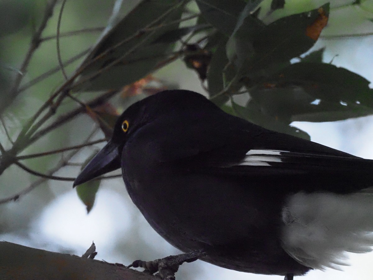 Pied Currawong - ML619424607