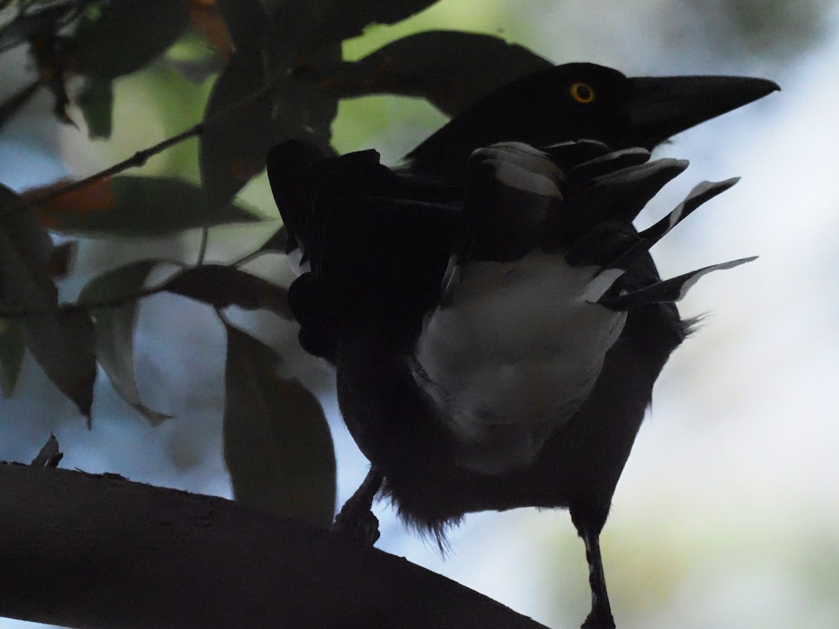 Pied Currawong - ML619424608