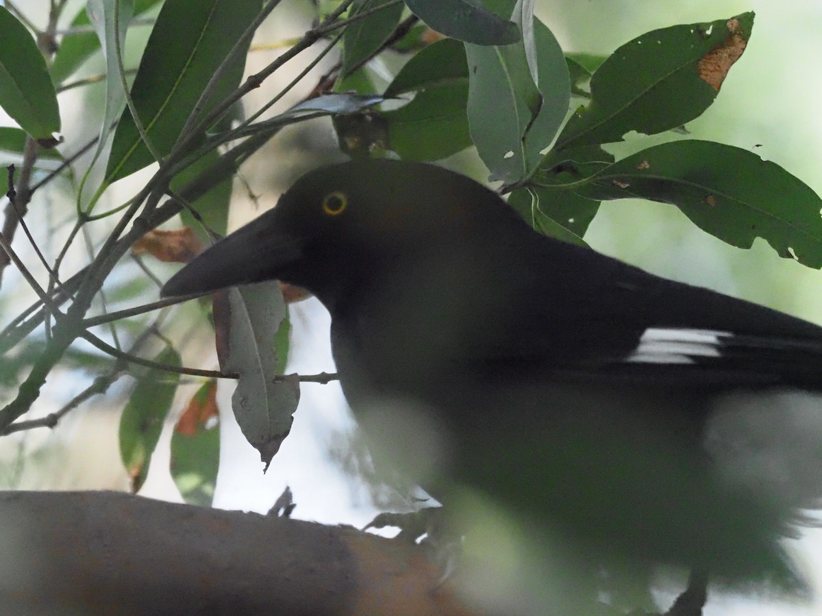 Pied Currawong - ML619424609