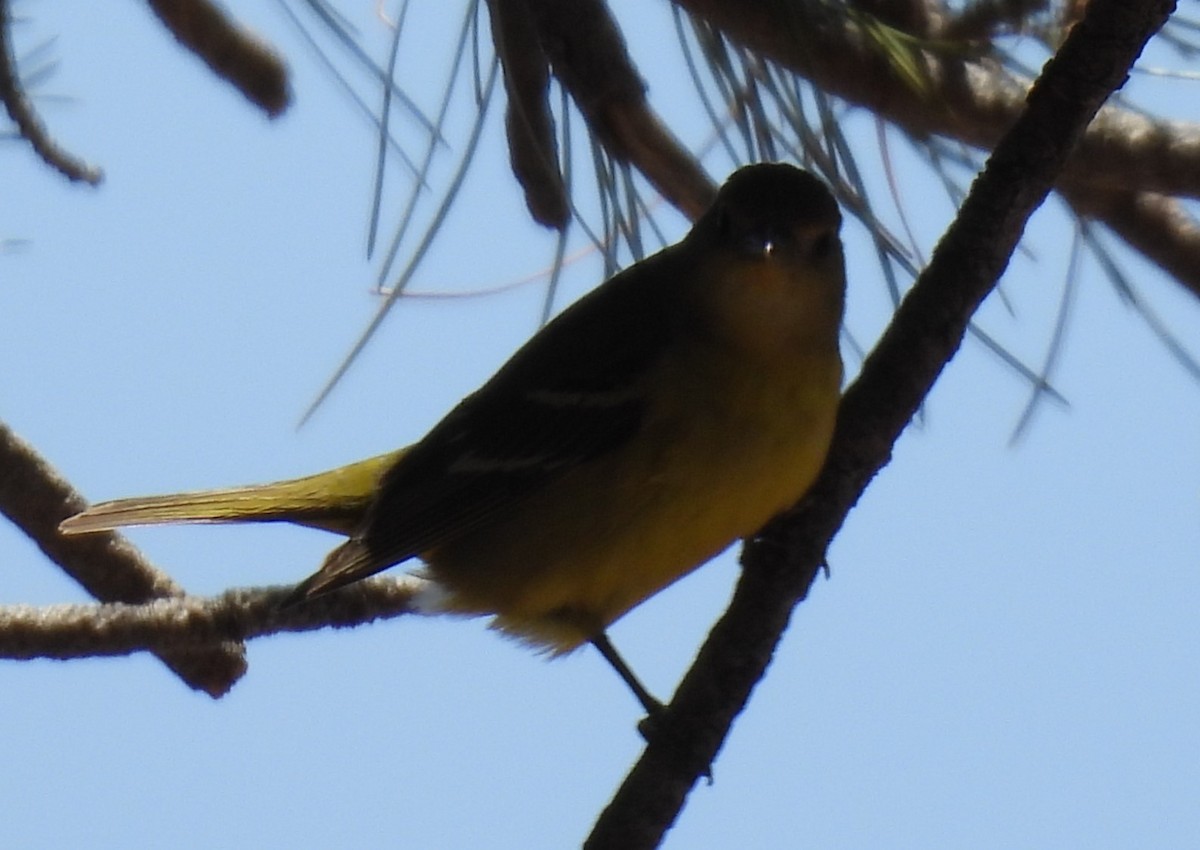 Western Tanager - ML619424613