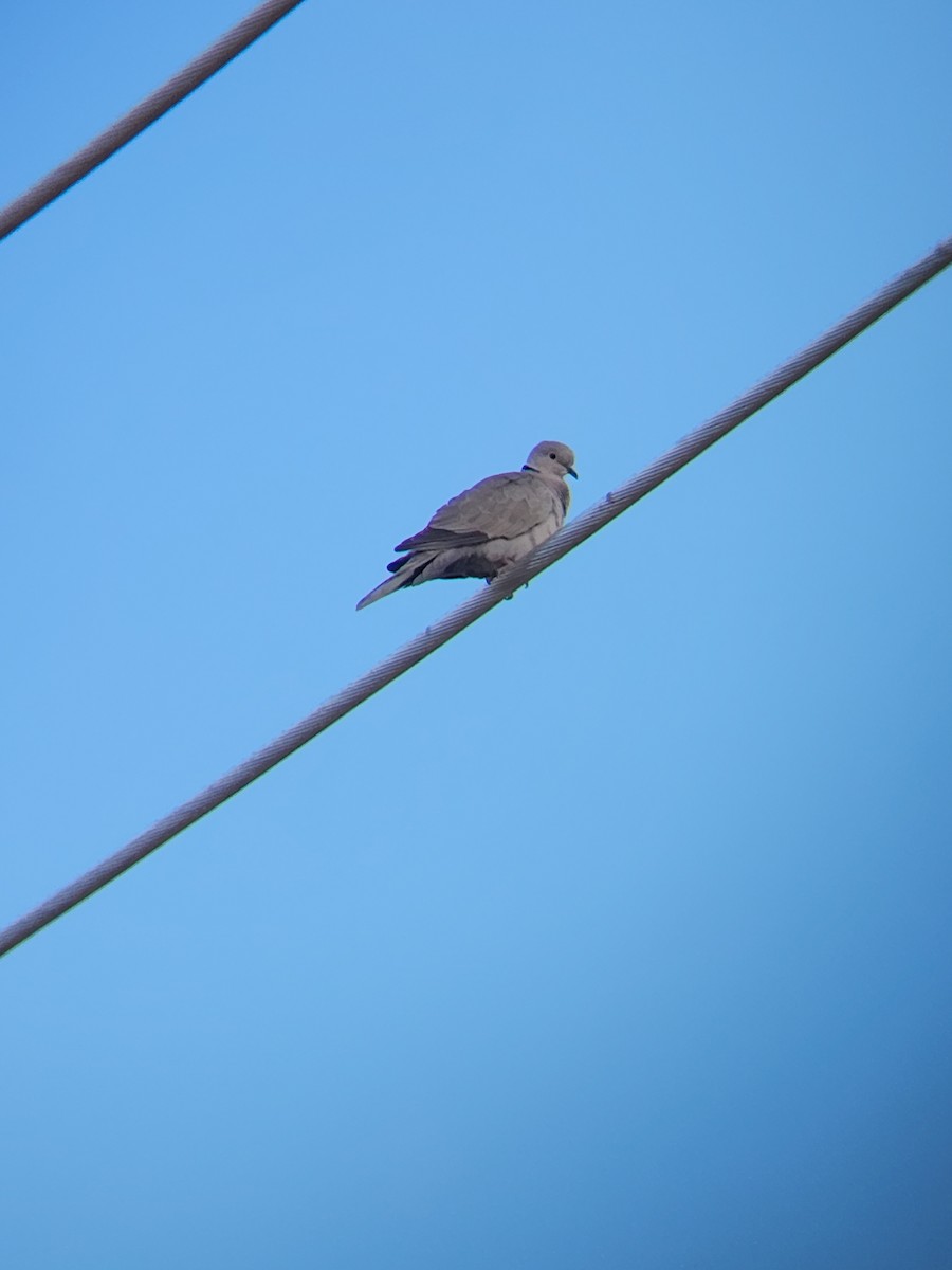 Eurasian Collared-Dove - ML619424622