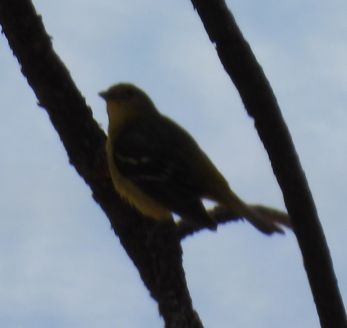 Western Tanager - ML619424624