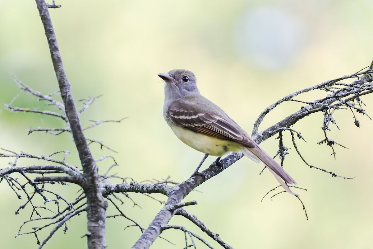 Great Crested Flycatcher - ML619424632