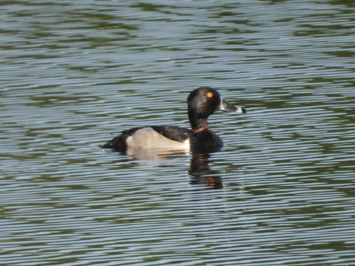 Ring-necked Duck - ML619424640