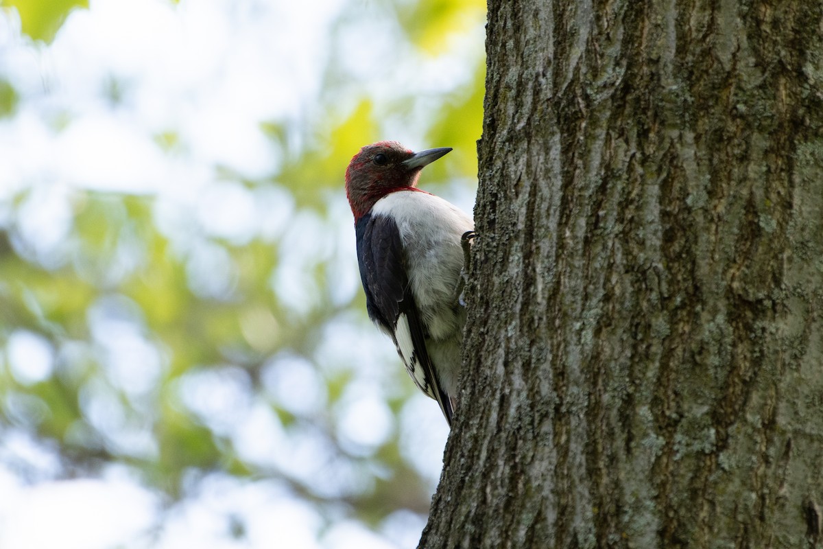 Red-headed Woodpecker - ML619424644
